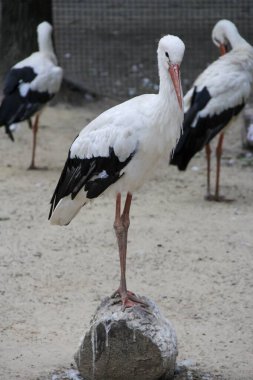 Ukrayna 'nın Harkiv kentindeki hayvanat bahçesindeki leyleklerin fotoğrafları. Kuşların ve hayvanat bahçesindeki hayvanların fotoğrafları..