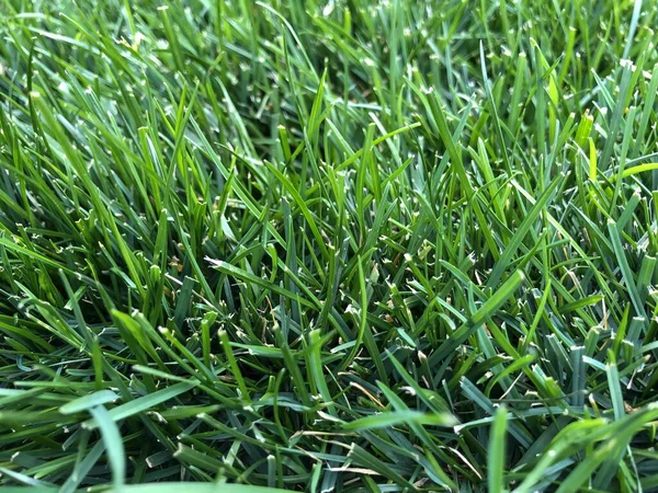 Closeup of bright green grass lawn. Photography of vegetation, grass background, lawn grass texture.