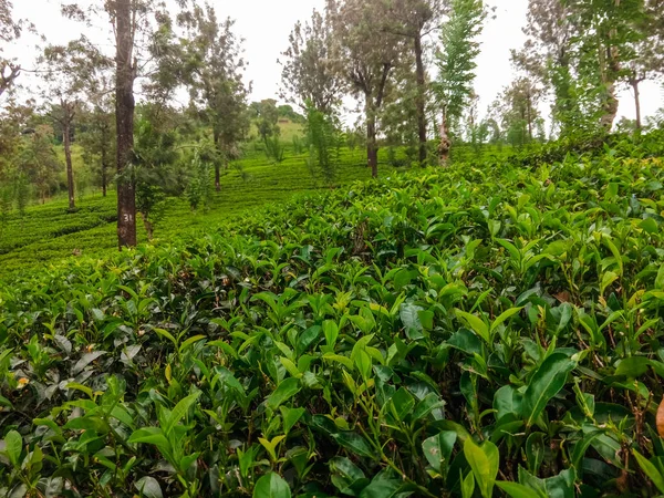 Widok Plantacji Herbaty Sri Lance Uprawa Herbaty — Zdjęcie stockowe