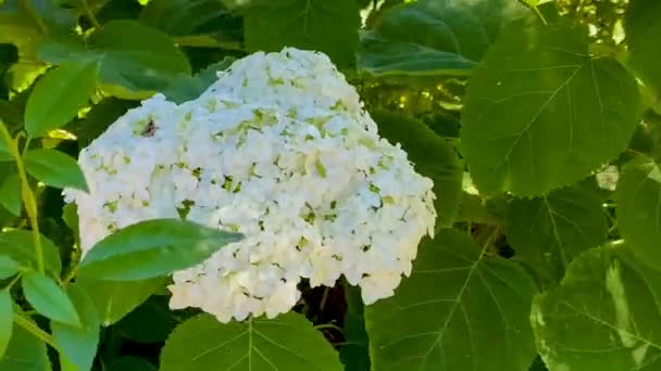 Λευκά Λουλούδια Ορτανσίας Στον Κήπο Λικνίζονται Από Τον Άνεμο Καλλιέργεια — Αρχείο Βίντεο