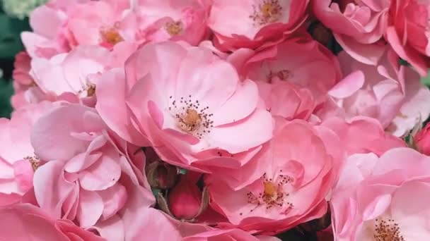 Rosafarbene Rosenblüten Garten Wiegen Sich Wind Anbau Von Gartenpflanzen Natürlicher — Stockvideo