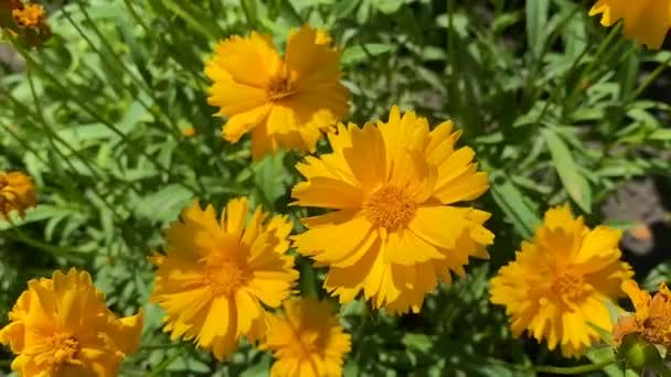 庭のデイジーの黄色の花は風から揺れる 成長している庭の植物 自然背景 — ストック動画