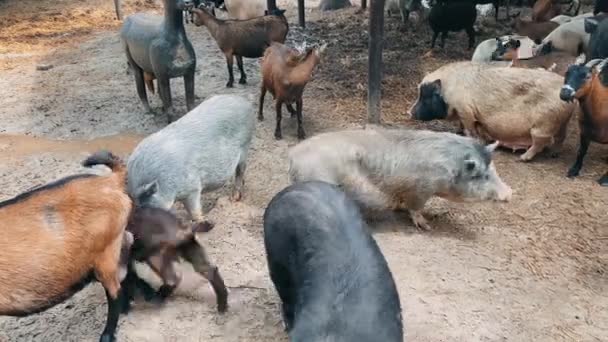 Τρέχουν Κατσίκες Και Γουρούνια Στη Φάρμα Γεωργία — Αρχείο Βίντεο