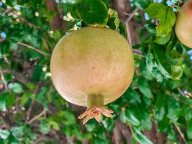 Ağaçta olgunlaşan nar meyveleri. Meyve fotoğrafçılığı. Sağlıklı yemek..