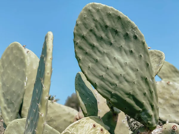 Cactus Opuntia Corazón Ciudad Balneario Concepto Turismo Viajes Fondo Verano — Foto de Stock