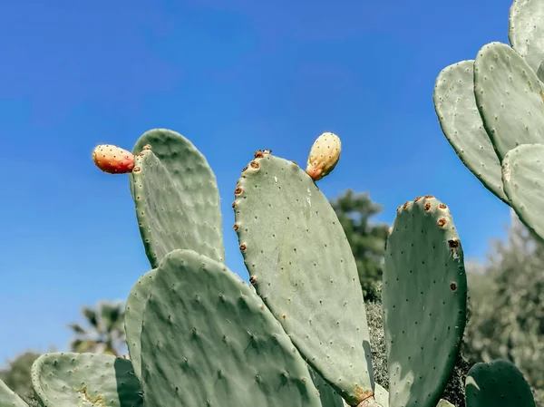 Opuntia Kaktus Herzen Der Kurstadt Tourismus Und Reisekonzept Sommerlicher Hintergrund — Stockfoto