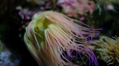 Deniz şakayığının büyüleyici yakın çekim videosu, narin, akıcı dokunaçları suda yavaşça sallanıyor. Yaratıklar solgun, şeffaf vücut yumuşak, yeşilimsi bir renge sahiptir.