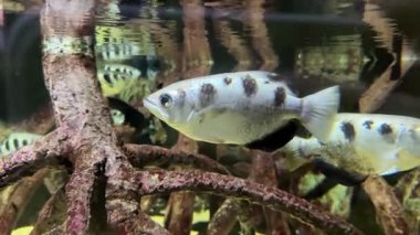 Yakın çekim bir grup okçu balığını mangrov kökleriyle dolu bir tankta yüzerken yakalıyor. Balığın kendine özgü, dikey çizgileri olan gümüş renkli bir vücudu vardır ve benzersiz avcılıklarıyla tanınırlar.