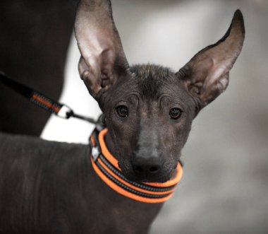 Xoloitzcuintli Meksika Hairless köpek köpek yavrusu portre yakın çekim 