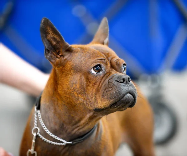 Chinesischer Chongqing Hund Seltene Rasse Porträt Nahaufnahme — Stockfoto