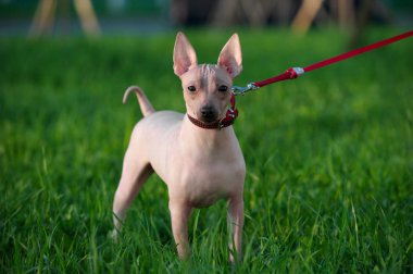 Akşam ışığı yeşil çim zemin üzerine kırmızı tasma ayakta Amerikan tüysüz Terrier 