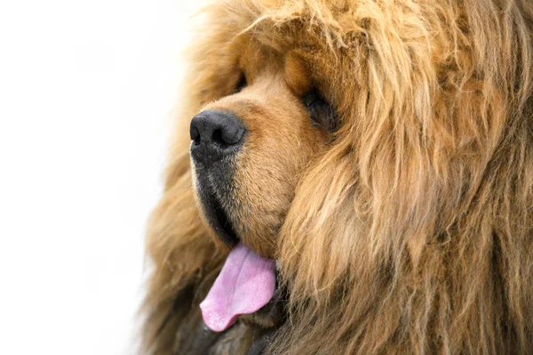 Red Chinese Bred Tibetan Mastiff Dog Lion Head Type Portrait — Stock Photo, Image