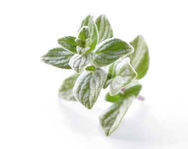 Kekik (Origanum) yakın çekim beyaz zemin üzerine bırakır.