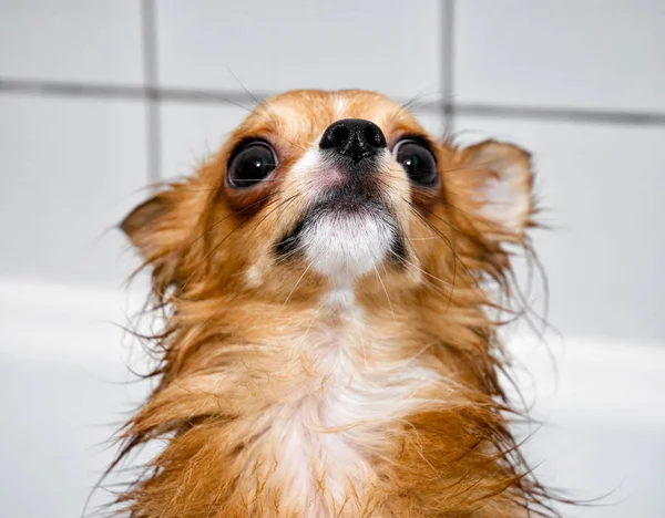 Engraçado Molhado Vermelho Chihuahua Cão Banho Close — Fotografia de Stock