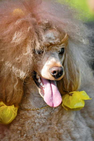 Apricot Royal Standard Poodle Portrait Close Dog Show Outdoors Shot — Stock Photo, Image