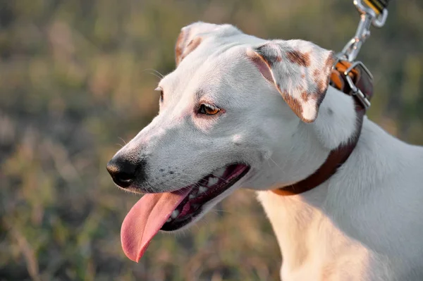 Jack Russell Terrier Ritratto Primo Piano Sfondo Naturale Sfocato — Foto Stock
