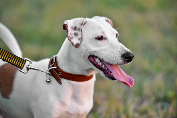 Jack Russell Terrier Portret Zbliżenie Niewyraźne Tło Naturalne — Zdjęcie stockowe