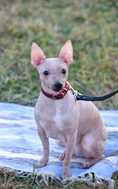 Halı yeşil çim arka plan üzerinde oturan Amerikan tüysüz Terrier köpek 