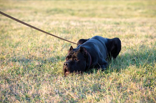 Anjing Ras Cane Corso Hitam Berbaring Atas Rumput Dengan Tali — Stok Foto