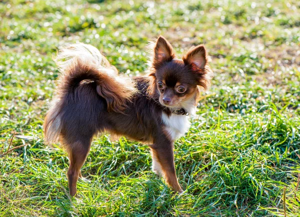 Choklad Med Vit Chihuahua Hunden Solig Glänta Bakgrund — Stockfoto