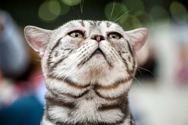 American Short Hair Cat Looking Close Portrait Blurred Lights Background — Stock Photo, Image