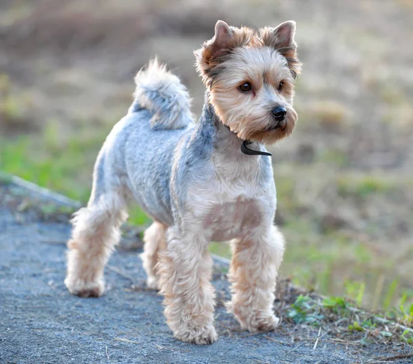 Toiletté Coupe Cheveux Yorkshire Terrier Debout Extérieur Dans Lumière Soir — Photo