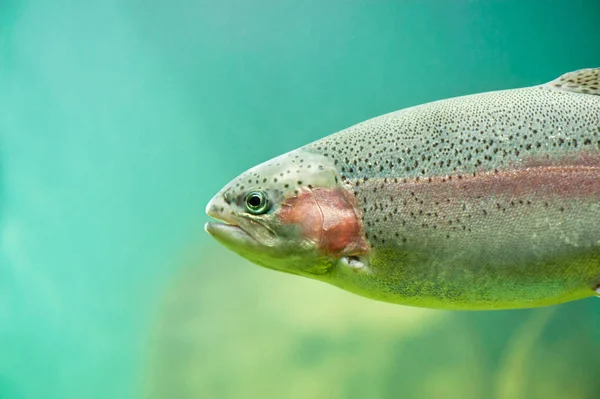 Rainbow Trout Oncorhynchus Mykiss Steelhead Trout Close Floating Aquamarine Water — Stock Photo, Image