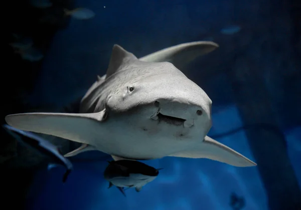 Haai Zebra Luipaard Haaien Stegostoma Fasciatum Close Met Suckerfish Remora — Stockfoto