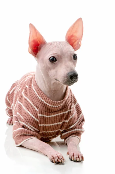 American Hairless Terrier Dog Close Lying White Background Wearing Striped — Stock Photo, Image