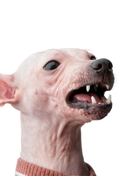 怒っているアメリカン ヘアレス テリア犬の肖像画クローズ アップ ホワイト バック グラウンドの分離 — ストック写真