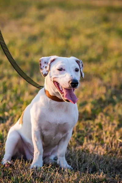 Jack Russell Terrier Hond Zittend Wazig Natuurlijke Achtergrond Buiten Schot — Stockfoto