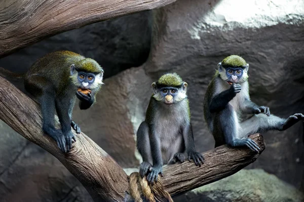 Três Macacos Cauda Vermelha Macaco Nariz Branco Faces Pretas Guenão — Fotografia de Stock