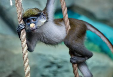 Redtail maymun bebek (Beyaz burunlu maymun Siyah yanaklı, Kırmızı kuyruklu Guénon) Cercopithecus ascanius Hayvanat Bahçesi'nde ip asılı 