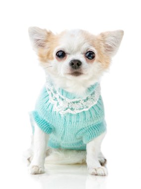 Örgü Dantel oturan beyaz arka plan üzerinde izole mavi jumper Chihuahua köpek giyiyor  