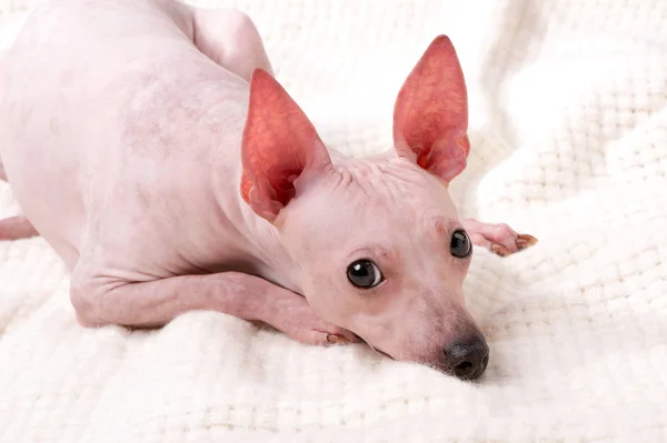 American Hairless Terrier Dog Close Lying White Woolen Plaid Background — Stock Photo, Image