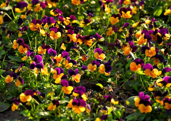 pansies flower bed in evening light beautiful natural background