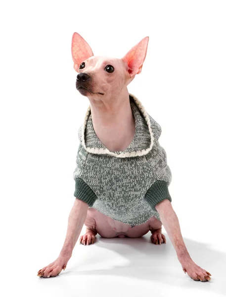 American Hairless Terrier Dog Wearing Knitted Hooded Jacket Sitting White — Stock Photo, Image