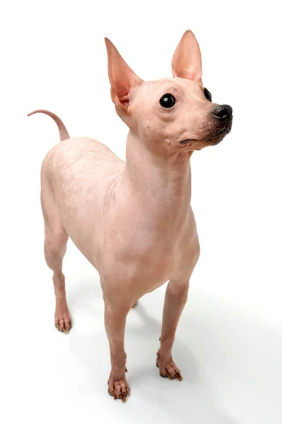 American Hairless Terrier Cane Primo Piano Piedi Sfondo Bianco — Foto Stock