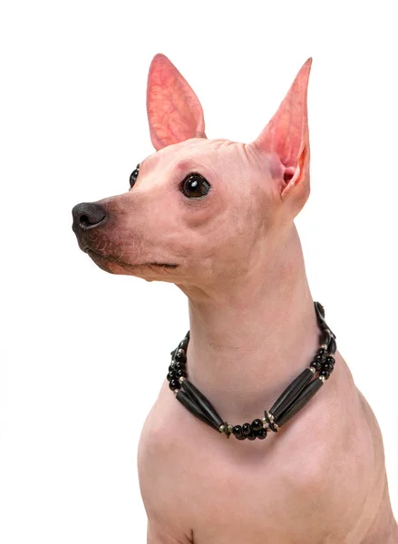 Amerikaanse Haarloze Terrier Hond Portret Close Met Inheemse Indiaanse Choker — Stockfoto