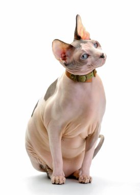 deri yaka beyaz arka plan üzerinde oturan ile tombul Kanada Sphynx kedi  