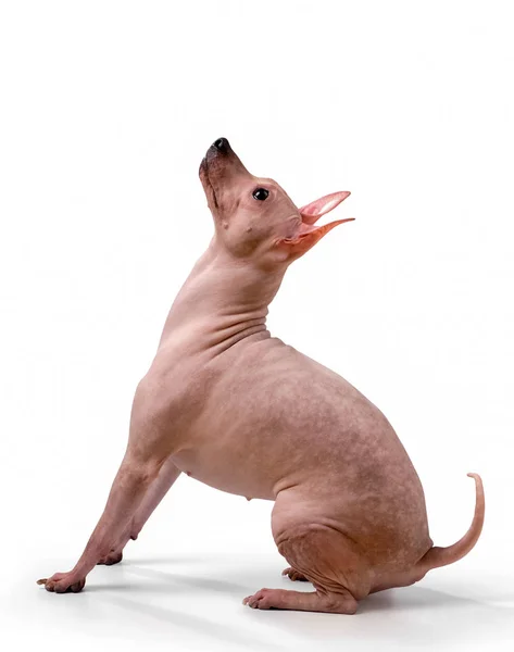 American Hairless Terrier Hund Närbild Titta Upp Sitter Isolerad Vit — Stockfoto