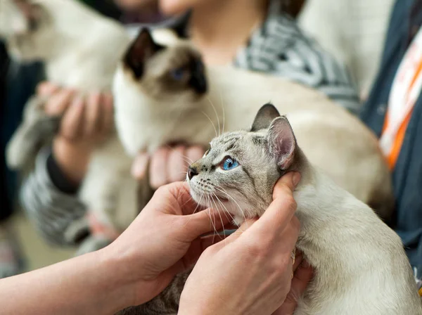 Thailändska Katter Katt Visar Expert Händer Förgrunden — Stockfoto