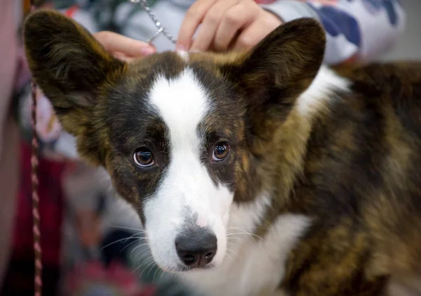 Welscher Corgi Hund Portrait Nahaufnahme Neben Dem Besitzer — Stockfoto