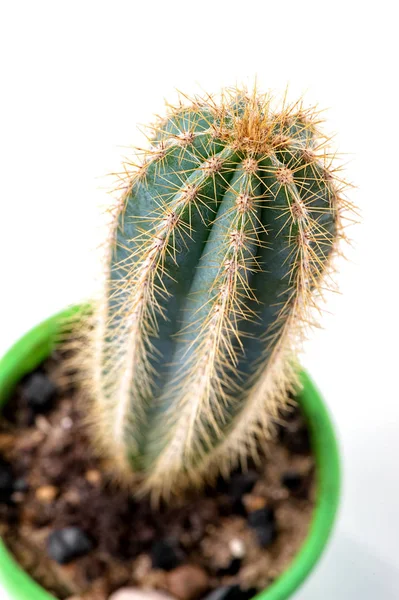 Cereus Cactus Primer Plano Maceta Verde Sobre Fondo Blanco Vista —  Fotos de Stock