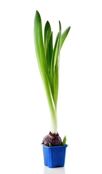 Hyacinth Bulb Leaves Blue Flower Pot Isolated White Background — Stock Photo, Image