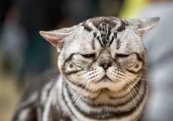 Muy Triste American Taquigrafía Gato Sombreado Plata Tabby Retrato Cerca —  Fotos de Stock