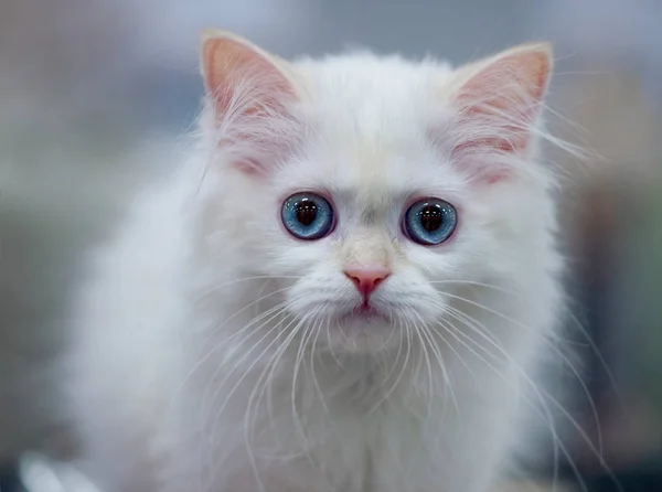耳をまっすぐと背景をぼかした写真の青い目クローズ アップ肖像画の優しく白いスコティッシュフォールド ロングヘア猫 — ストック写真