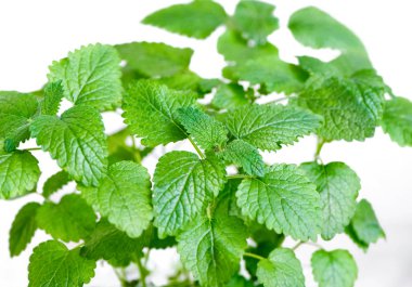 genç bitki beyaz arka plan üzerinde melissa (oğul otu) yakın çekim 