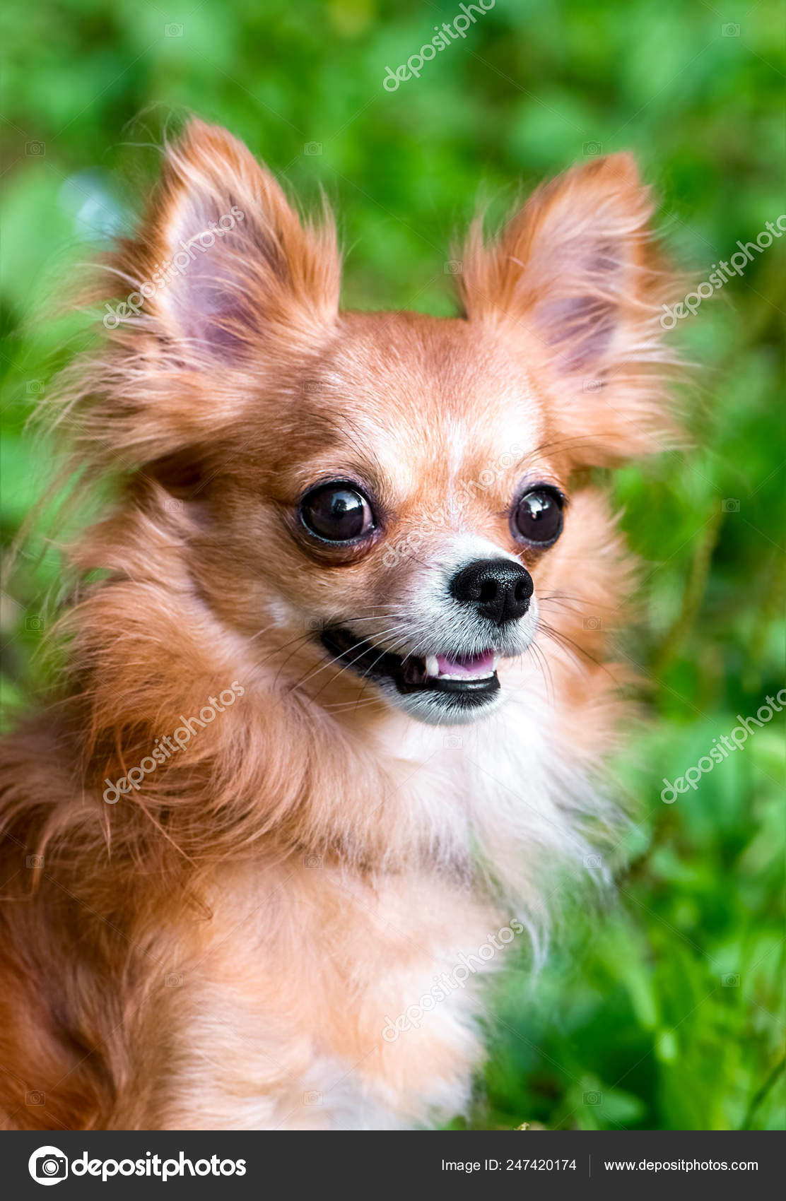 Bright Red Chihuahua Dog Portrait Close Natural Background Stock Photo niknikpo 247420174