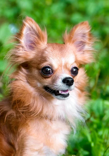 Close Van Heldere Rode Chihuahua Hond Portret Natuurlijke Achtergrond — Stockfoto